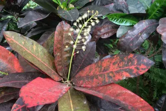 变叶木开花吗，变叶木什么时候开花/9月开花/花语变色龙