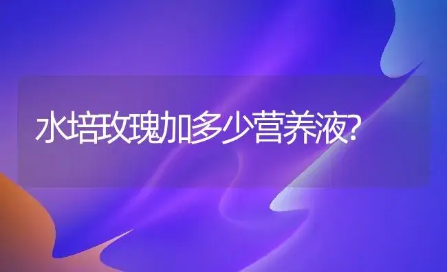 水培玫瑰加多少营养液？ | 绿植常识