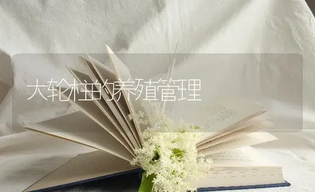 大轮柱的养殖管理 | 特种种植