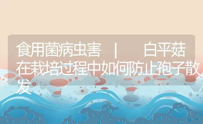 白平菇在栽培过程中如何防止孢子散发 | 菌菇种植