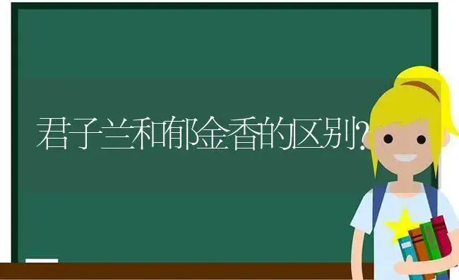 君子兰和郁金香的区别？ | 绿植常识