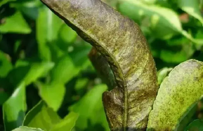 黑皮果的出现 因素及预防办法