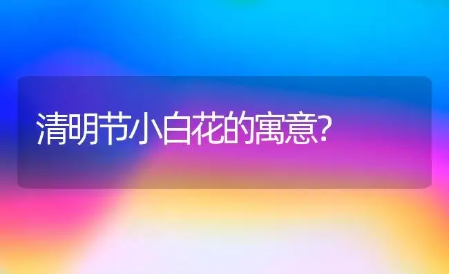 清明节小白花的寓意？ | 绿植常识