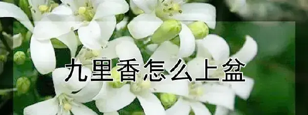 九里香怎么上盆