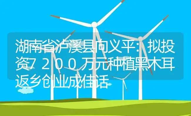 湖南省泸溪县向义平：拟投资7200万元种植黑木耳 返乡创业成佳话 | 菌菇种植