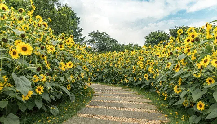 向日葵的花语是什么