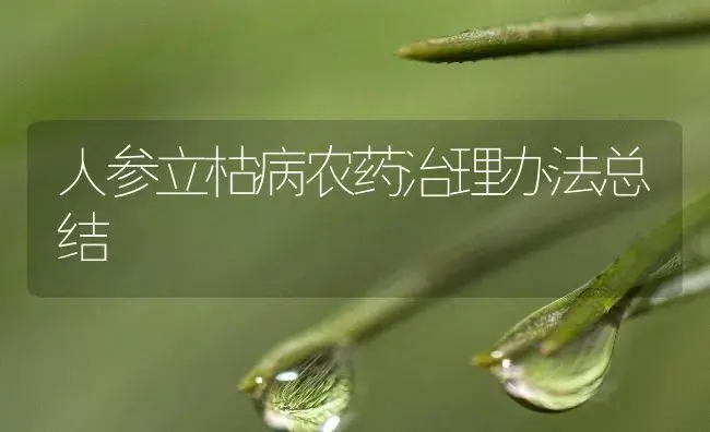 人参立枯病农药治理办法总结 | 药材种植