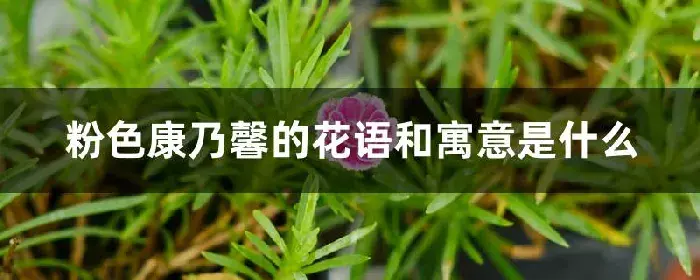 粉色康乃馨的花语和寓意是什么