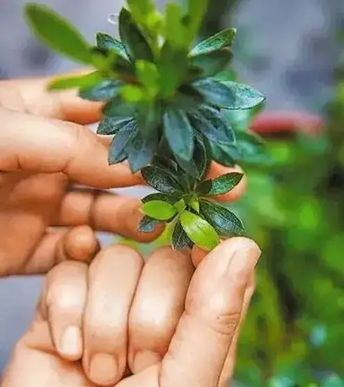 盆景养护管理 | 怎样给盆栽植物换盆