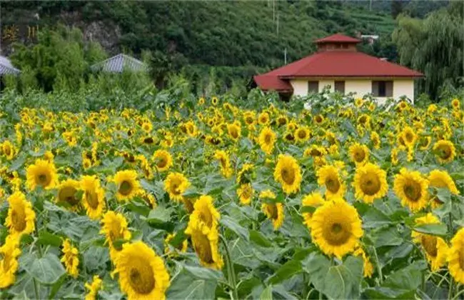 向日葵花蕾期的管理要点