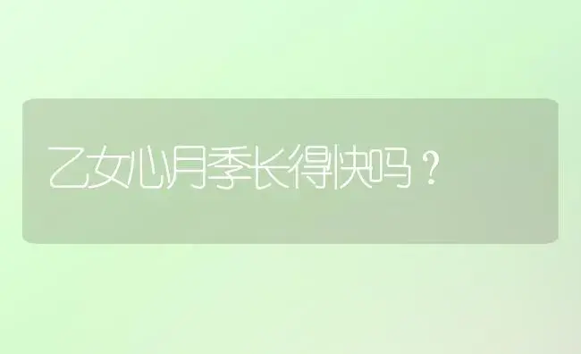 乙女心月季长得快吗？ | 多肉养殖