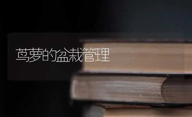 茑萝的盆栽管理 | 特种种植