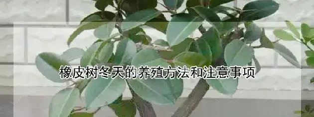 橡皮树冬天的养殖方法和注意事项