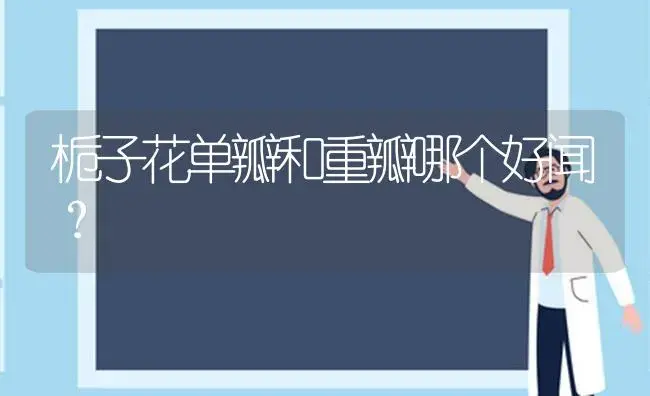 赤黑君子兰有什么特点？ | 绿植常识