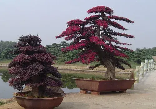 花卉果蔬盆景 | 红花继木（红桎木）嫁接技术