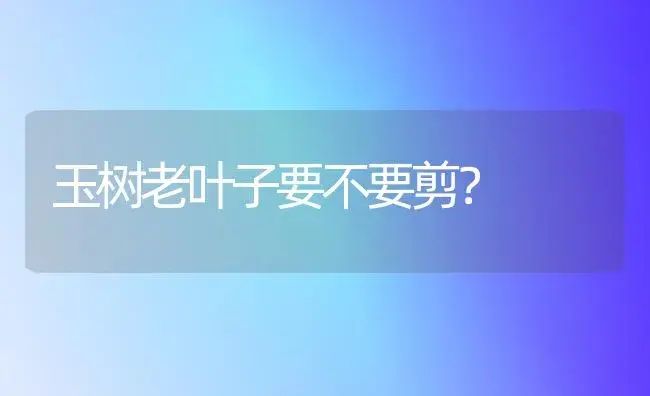 玉树老叶子要不要剪？ | 多肉养殖