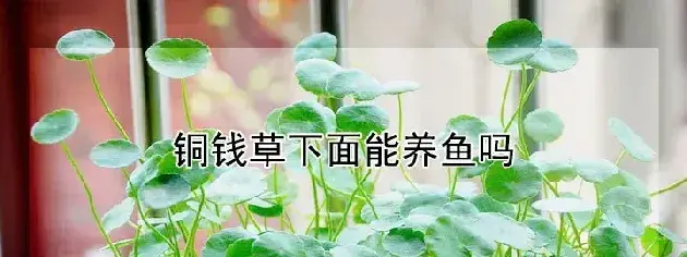 铜钱草下面能养鱼吗