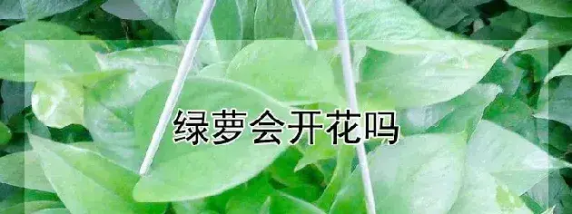 绿萝会开花吗