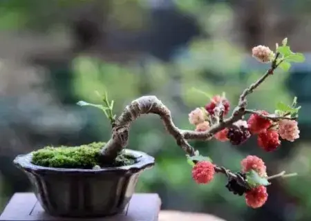 花卉果蔬盆景 | 桑葚盆栽种植方法