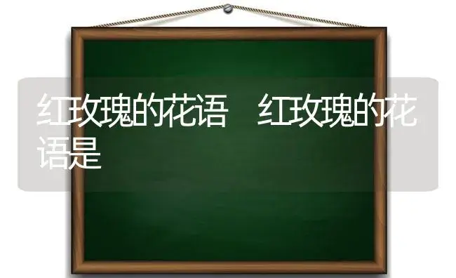 红玫瑰的花语 红玫瑰的花语是 | 绿植寓意