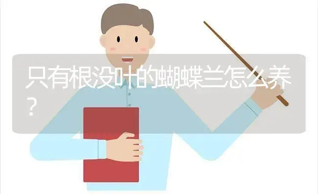 只有根没叶的蝴蝶兰怎么养？ | 绿植常识