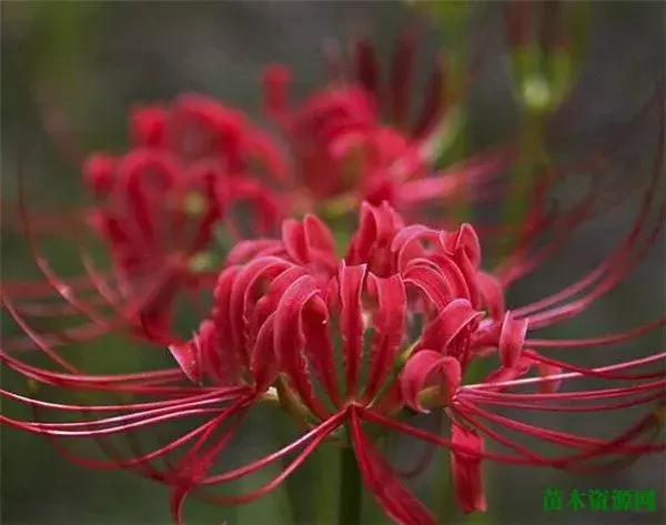 曼珠沙华开花时间和图片 曼珠沙华的花语和传说