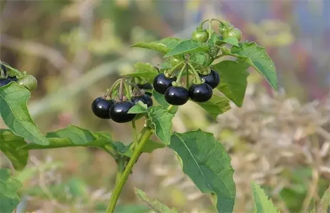 龙葵丰产种植办法