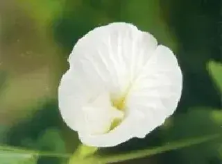 蝶豆