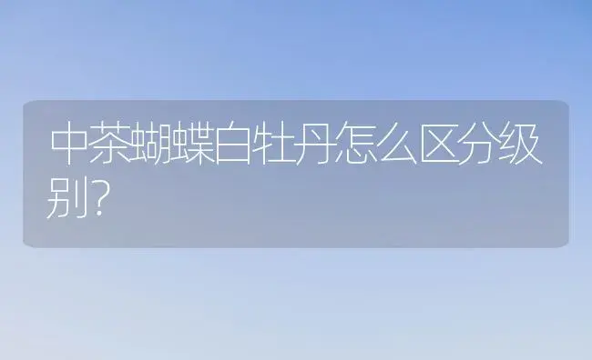 中茶蝴蝶白牡丹怎么区分级别？ | 多肉养殖