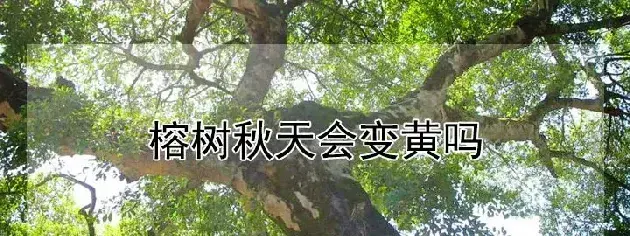 榕树秋天会变黄吗