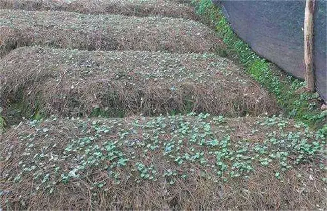 竹节参的栽培技术