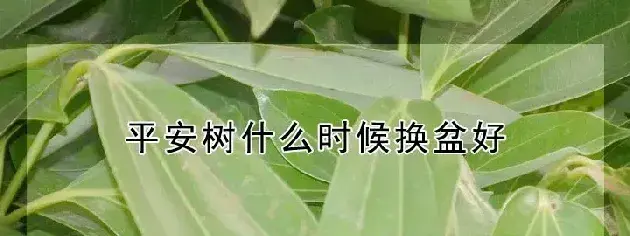 平安树什么时候换盆好