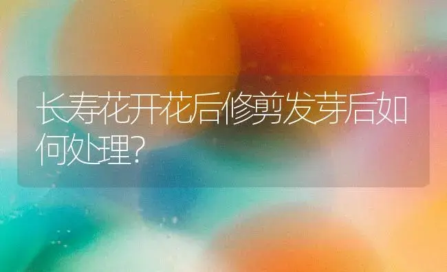 长寿花开花后修剪发芽后如何处理？ | 多肉养殖