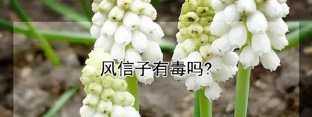 风信子有毒吗?