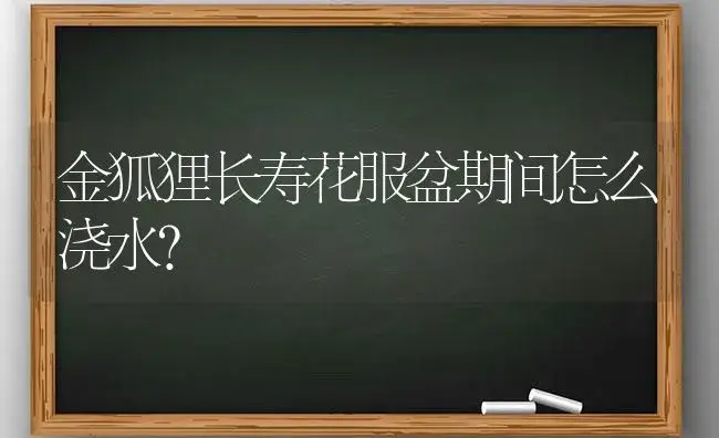 金狐狸长寿花服盆期间怎么浇水？ | 多肉养殖