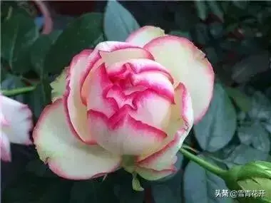 月季花哪个品种好，且珍贵？