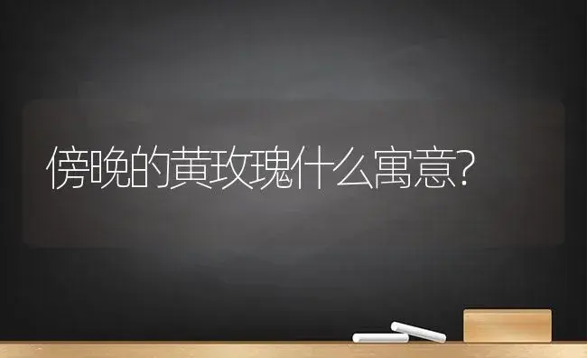 傍晚的黄玫瑰什么寓意？ | 绿植常识