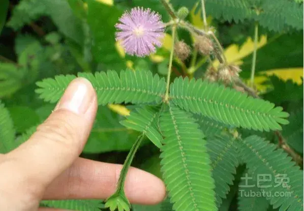 含羞草的花语功效与作用有哪些？