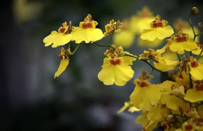 冬天也能盛开的花卉