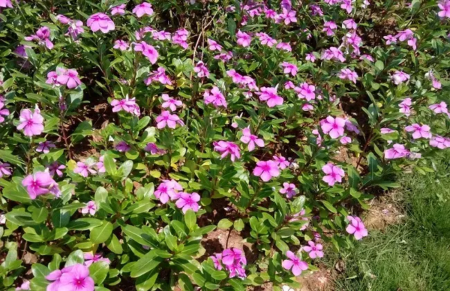 长春花叶片发黄怎么办