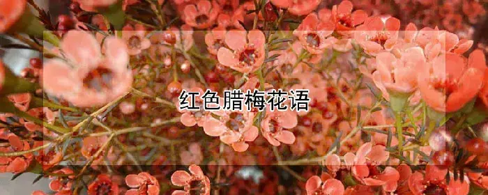 红色腊梅花语