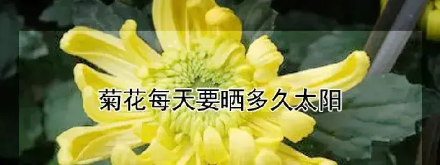 菊花每天要晒多久太阳