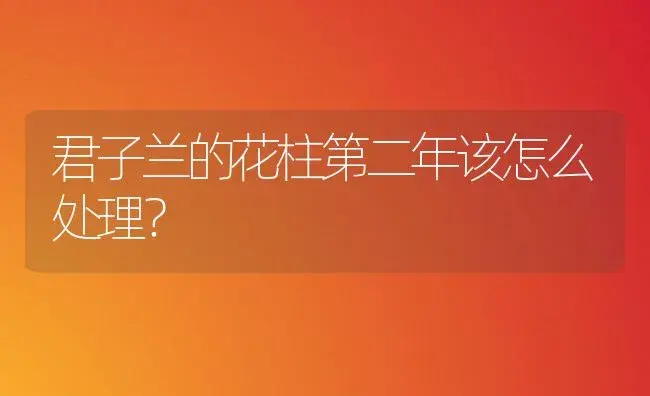 君子兰的花柱第二年该怎么处理？ | 绿植常识