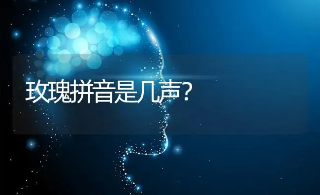 玫瑰拼音是几声？ | 绿植常识