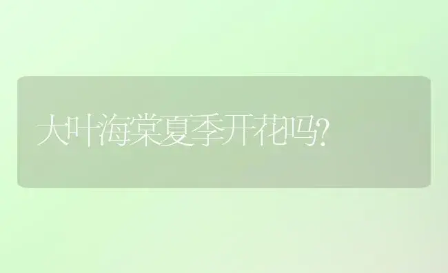 一朵含苞待放的粉玫瑰寓意？ | 绿植常识