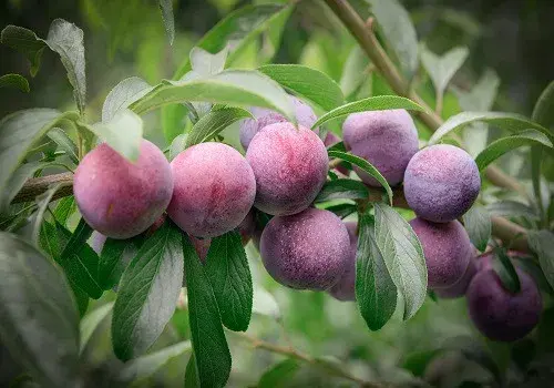 红心李子种植技术