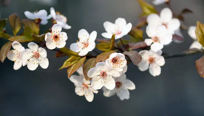 樱花的花语及传说 樱花花语是什么