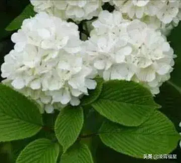 绣球荚蒾是什么花？