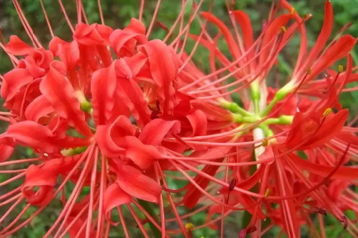 石蒜“彼岸花”花语以及传说