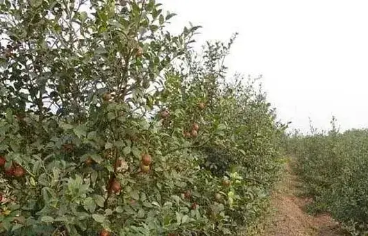 油茶树种植的四大要点，为了来年的丰产一定要看！